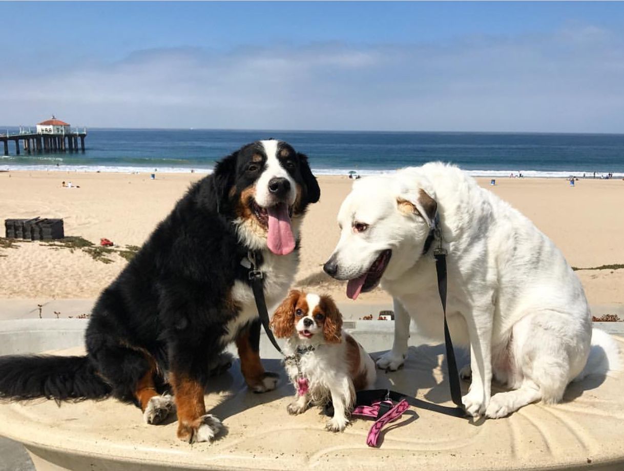 The Cecil family's dogs
